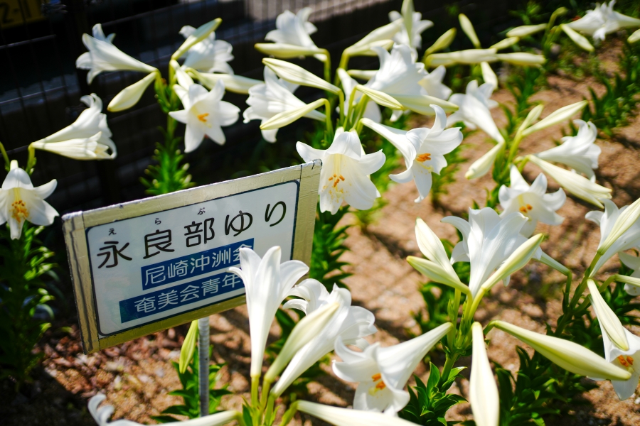SONY α7CR + FE 35mm F1.8