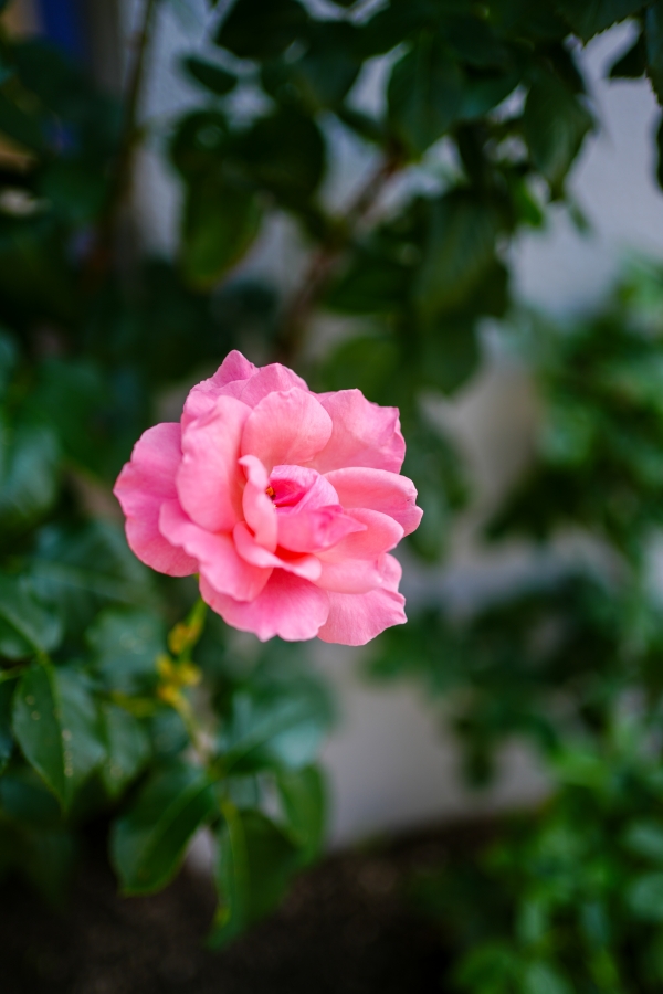SONY α7CR + FE 35mm F1.8