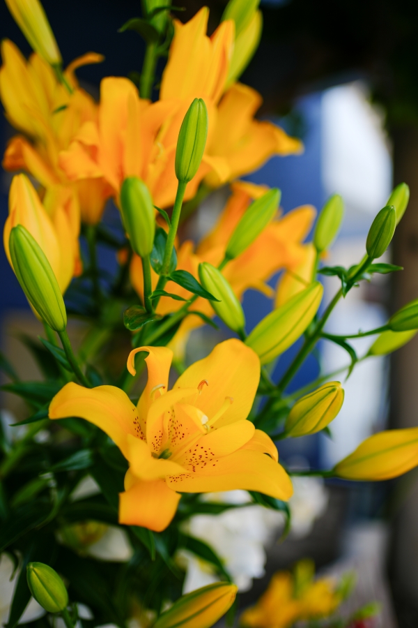 SONY α7CR + FE 35mm F1.8