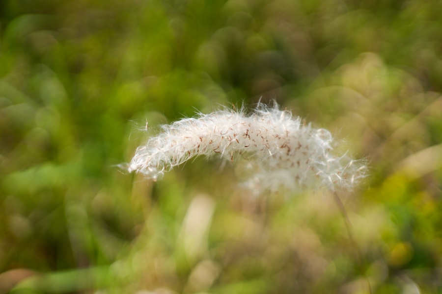 SONY α7CR + FE 35mm F1.8
