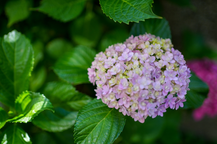 SONY α7CR + FE 35mm F1.8