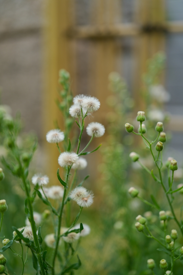 SONY α7CR + FE 24-50mm F2.8 G