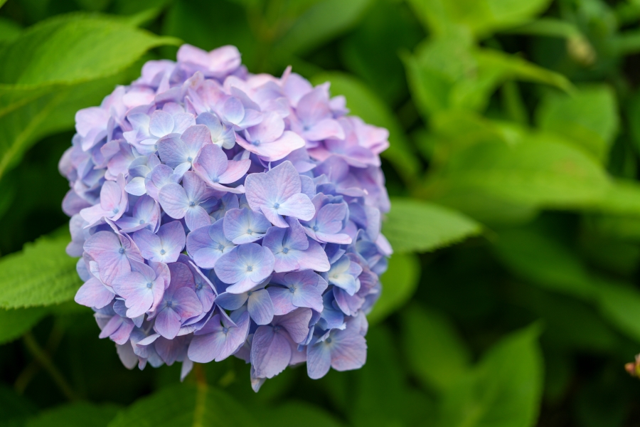 SONY α7CR + FE 24-50mm F2.8 G