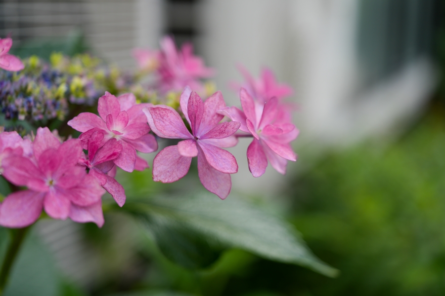 SONY α7CR + FE 24-50mm F2.8 G