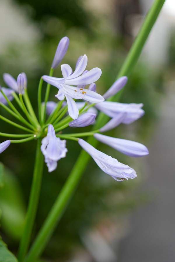 SONY α7CR + FE 24-50mm F2.8 G