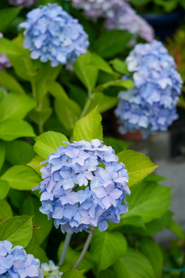 SONY α7CR + TAMRON 28-200mm F/2.8-5.6 Di III RXD