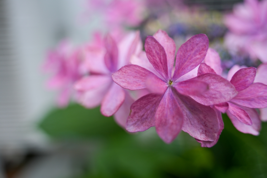 SONY α7CR + TAMRON 28-200mm F/2.8-5.6 Di III RXD