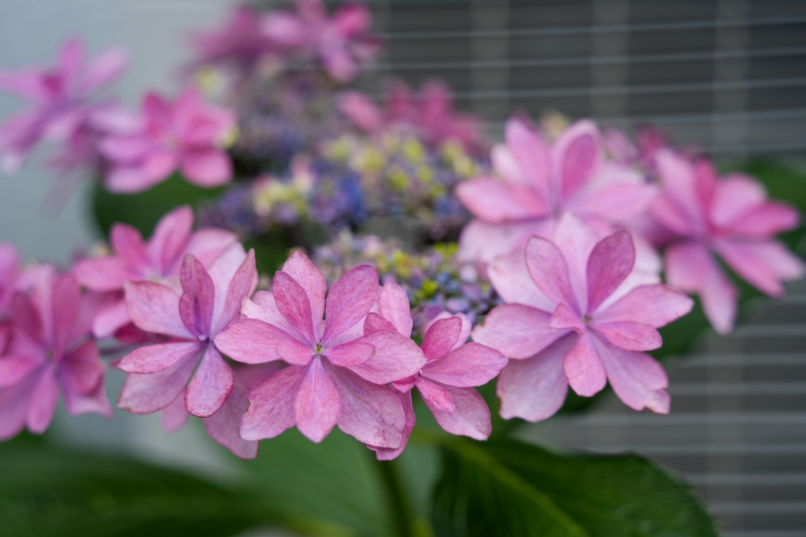 SONY α7CR + TAMRON 28-200mm F/2.8-5.6 Di III RXD