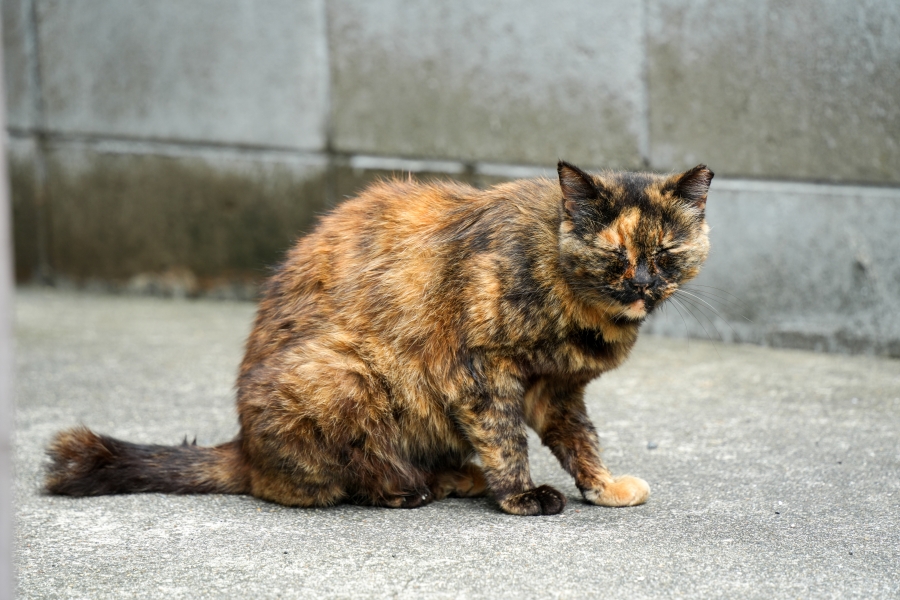 SONY α7CR + TAMRON 28-200mm F/2.8-5.6 Di III RXD