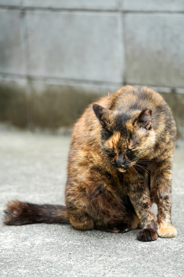 SONY α7CR + TAMRON 28-200mm F/2.8-5.6 Di III RXD