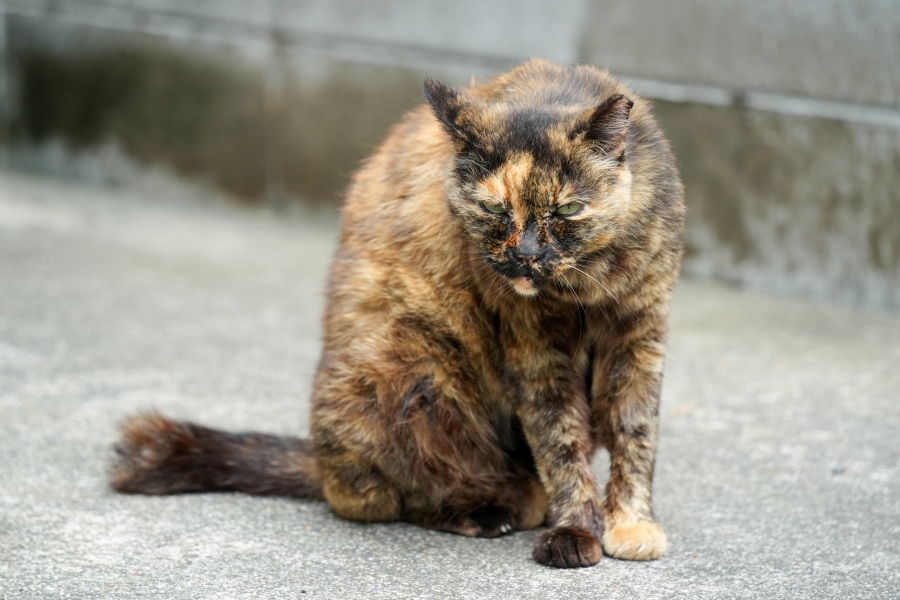 SONY α7CR + TAMRON 28-200mm F/2.8-5.6 Di III RXD