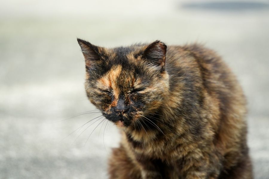 SONY α7CR + TAMRON 28-200mm F/2.8-5.6 Di III RXD