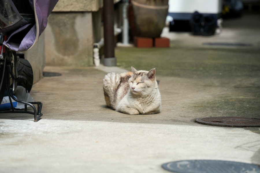 SONY α7CR + TAMRON 28-200mm F/2.8-5.6 Di III RXD