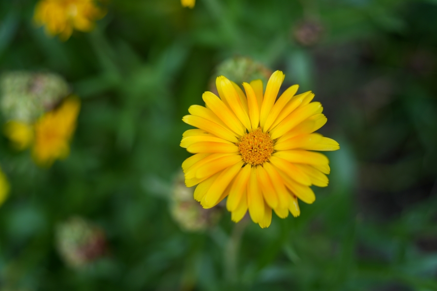 SONY α7CR + TAMRON 28-200mm F/2.8-5.6 Di III RXD