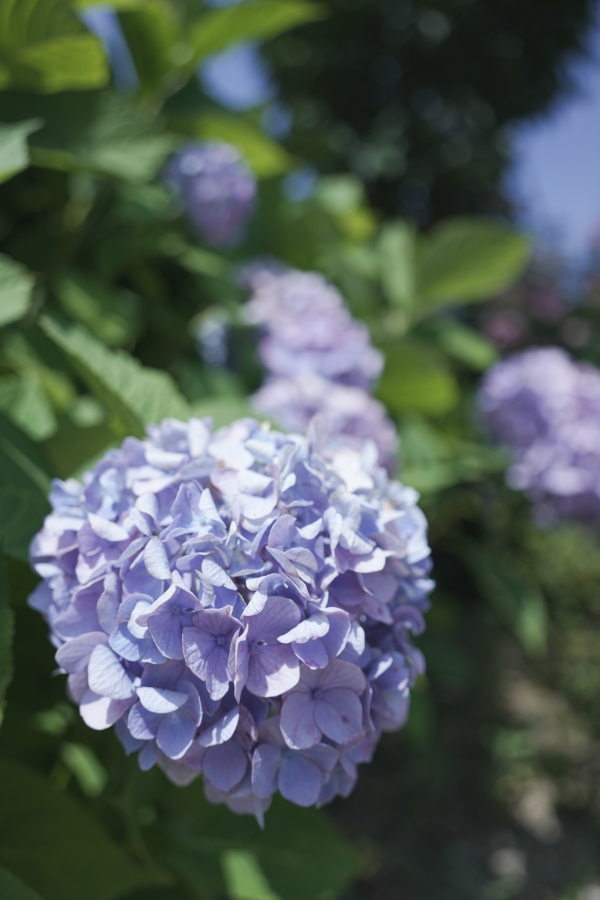 SONY α7CR + TAMRON 28-200mm F/2.8-5.6 Di III RXD