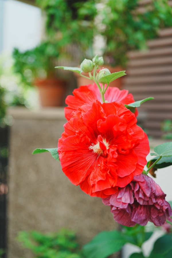 SONY α7CR + FE 24-50mm F2.8 G