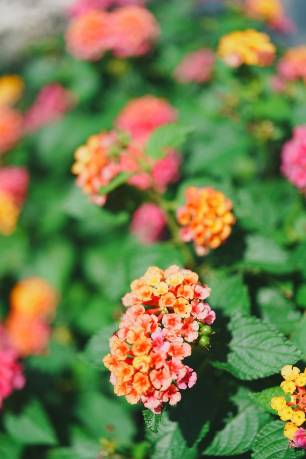SONY α7CR + FE 24-50mm F2.8 G