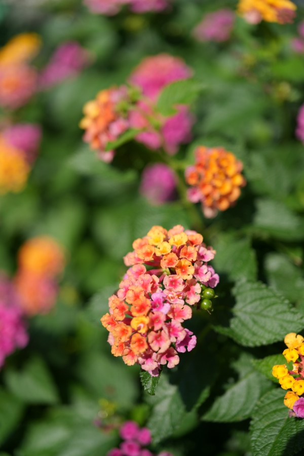 SONY α7CR + FE 24-50mm F2.8 G