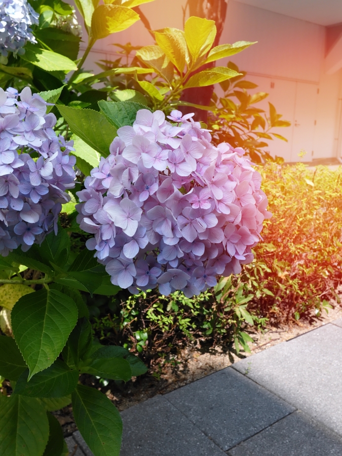 FUJIFILM X half（X-HF1）