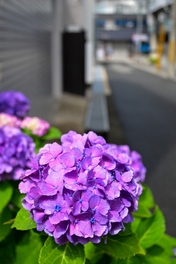 Nikon Z50II + NIKKOR Z DX 16-50mm f3.5-6.3 VR