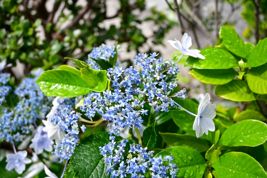 Nikon Z50II + NIKKOR Z DX 16-50mm f3.5-6.3 VR