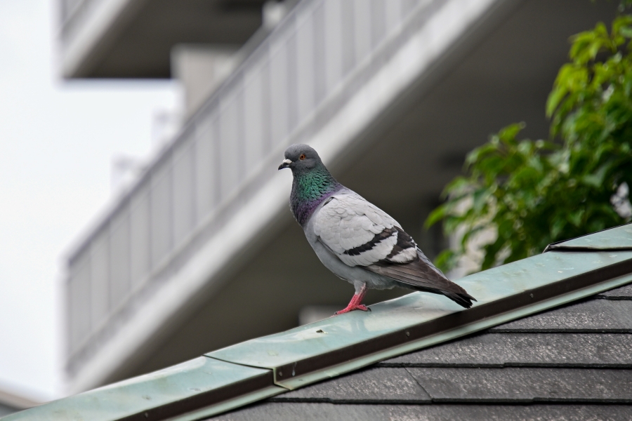 Nikon Z50 + TAMRON 18-300mm F/3.5-6.3 Di III-A VC VXD