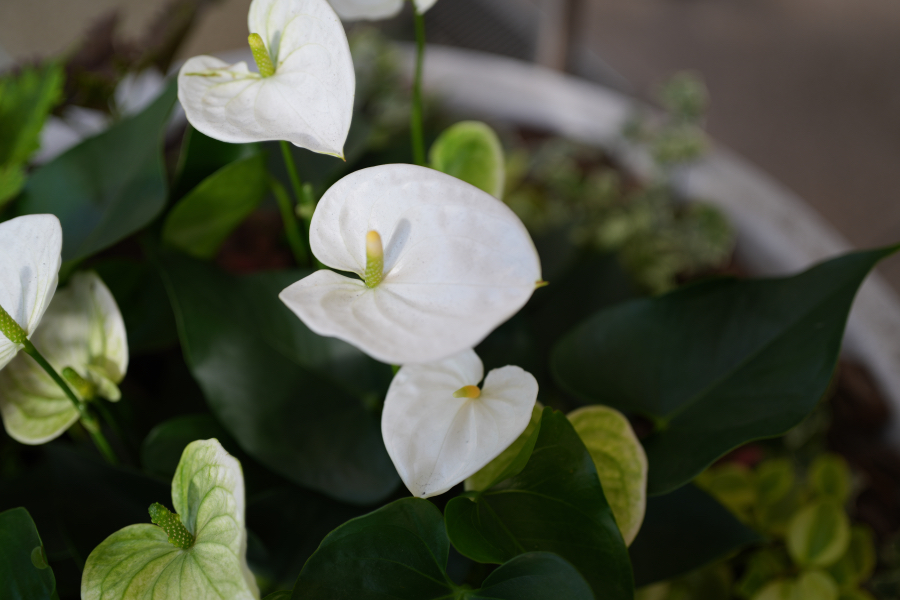 SONY α7CR + VILTROX AF 50mm F2 AIR