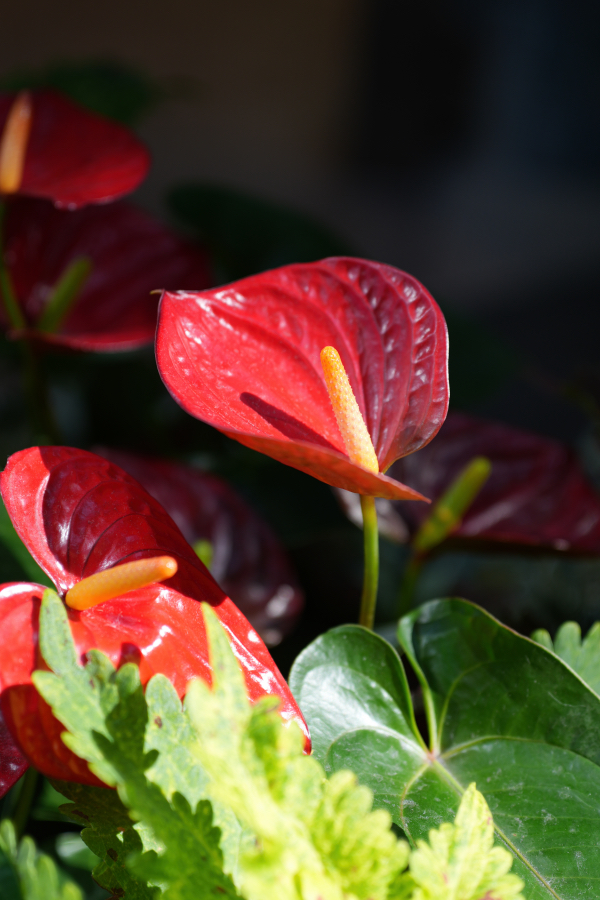 SONY α7CR + VILTROX AF 50mm F2 AIR (APS-Cクロップ)