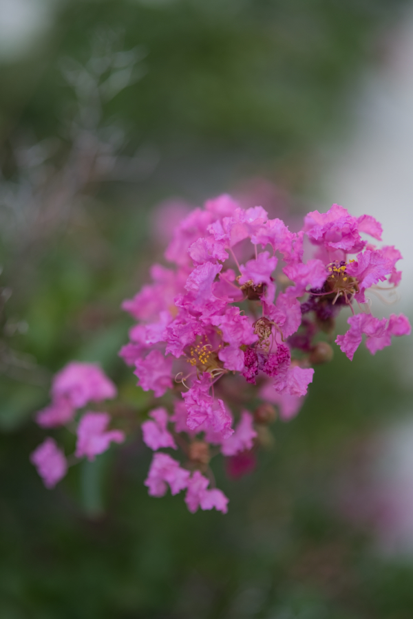 SONY α7CR + FE 50mm F1.4 GM