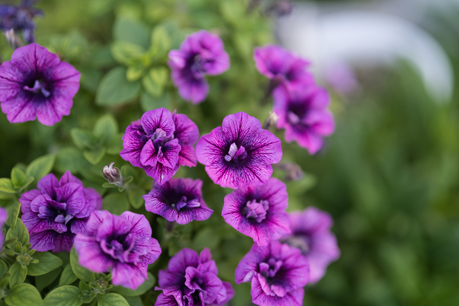SONY α7CR + FE 50mm F1.4 GM