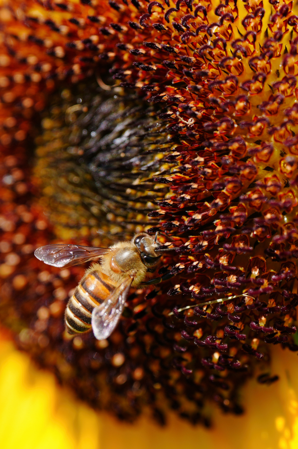 SONY α7CR + TAMRON 90mm F/2.8 Di III MACRO VXD