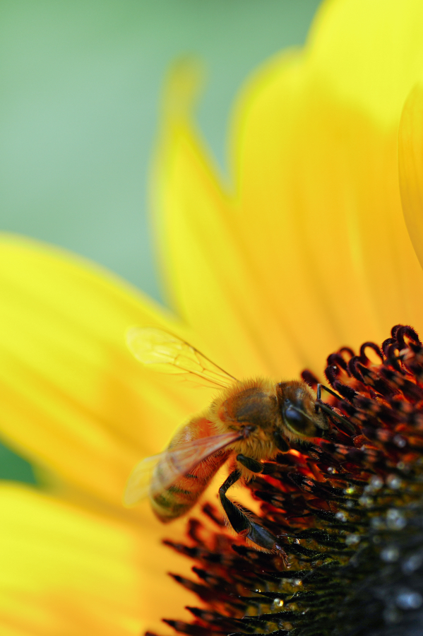 SONY α7CR + TAMRON 90mm F/2.8 Di III MACRO VXD