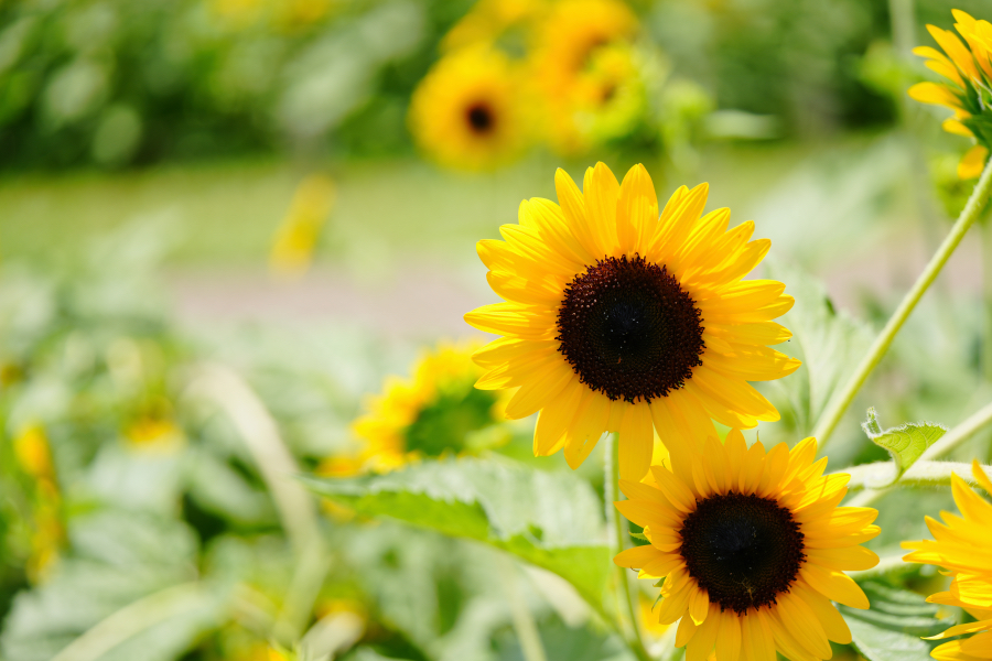 SONY α7CR + TAMRON 90mm F/2.8 Di III MACRO VXD