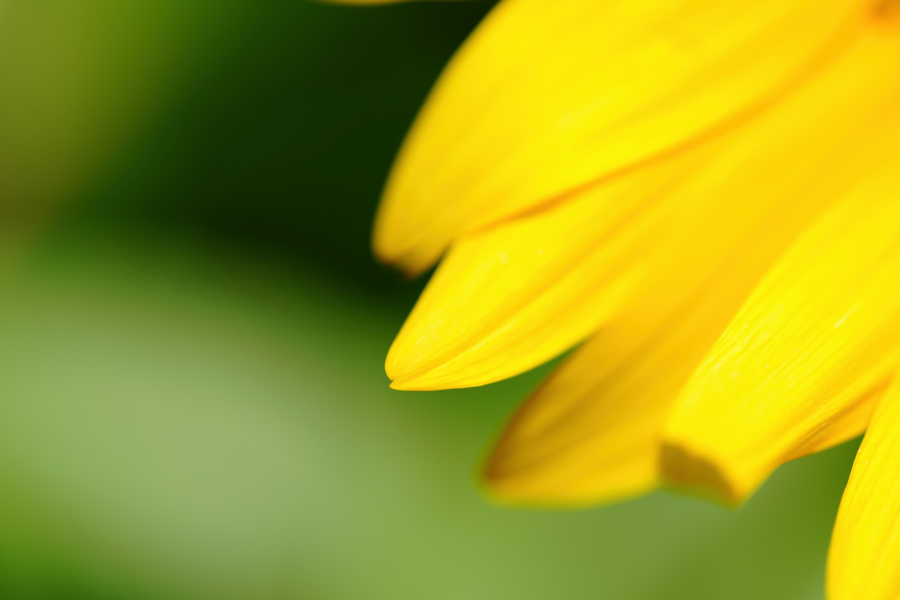SONY α7CR + TAMRON 90mm F/2.8 Di III MACRO VXD