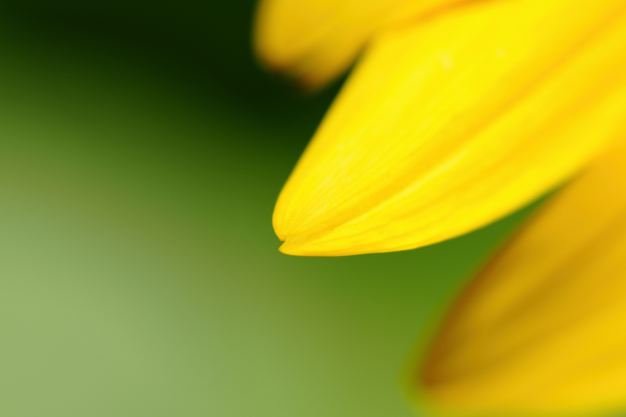 SONY α7CR + TAMRON 90mm F/2.8 Di III MACRO VXD