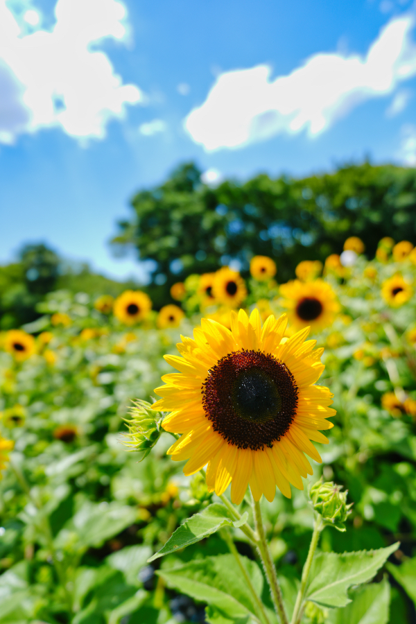 SONY α7CR + FE 16mm F1.8 G