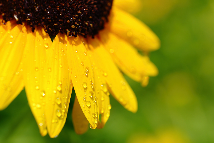 SONY α7CR + TAMRON 90mm F/2.8 Di III MACRO VXD
