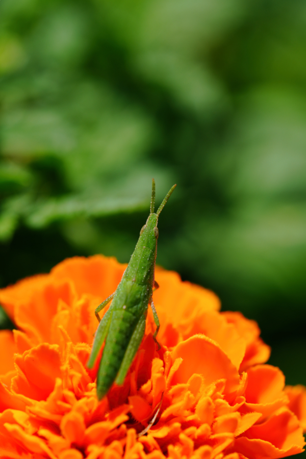 SONY α7CR + TAMRON 90mm F/2.8 Di III MACRO VXD
