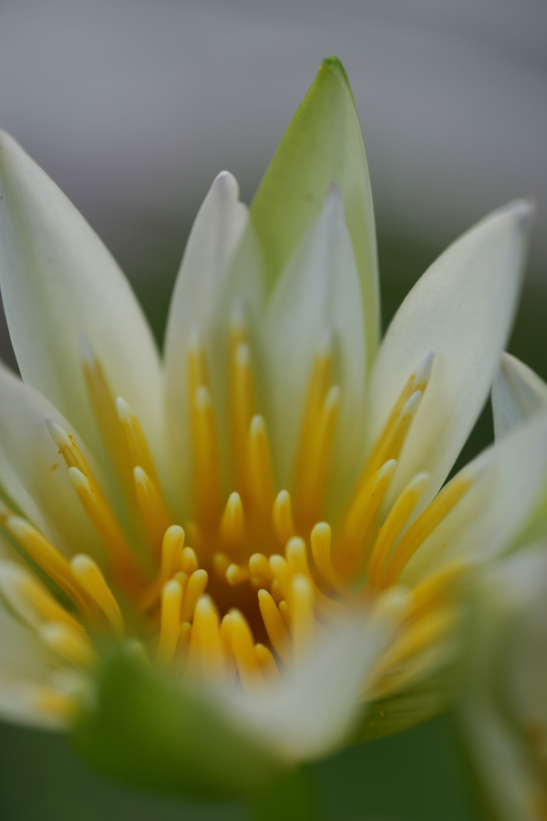 SONY α7CR + TAMRON 90mm F/2.8 Di III MACRO VXD