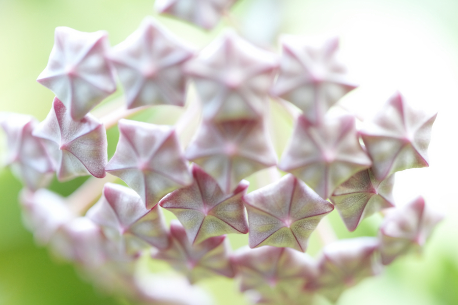 SONY α7CR + TAMRON 90mm F/2.8 Di III MACRO VXD