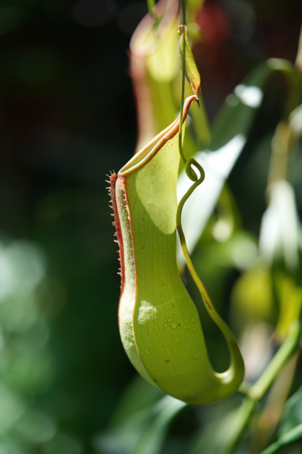 SONY α7CR + TAMRON 90mm F/2.8 Di III MACRO VXD
