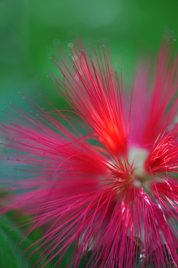 SONY α7CR + TAMRON 90mm F/2.8 Di III MACRO VXD