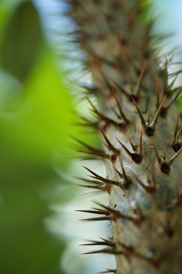 SONY α7CR + TAMRON 90mm F/2.8 Di III MACRO VXD
