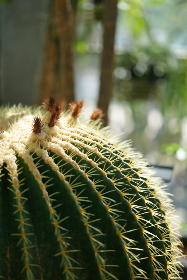 SONY α7CR + TAMRON 90mm F/2.8 Di III MACRO VXD