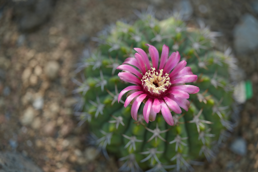 SONY α7CR + TAMRON 90mm F/2.8 Di III MACRO VXD