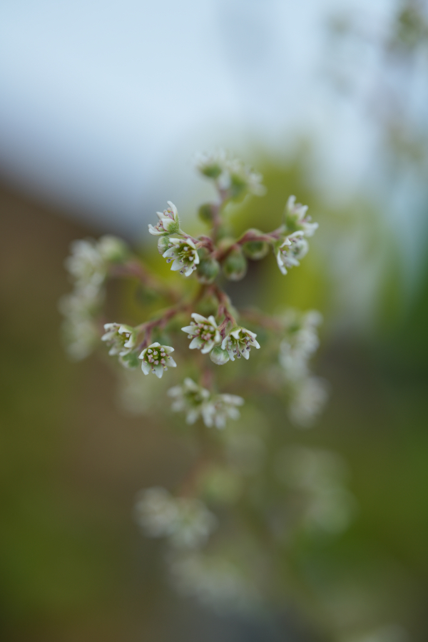 SONY α7CR + TAMRON 90mm F/2.8 Di III MACRO VXD