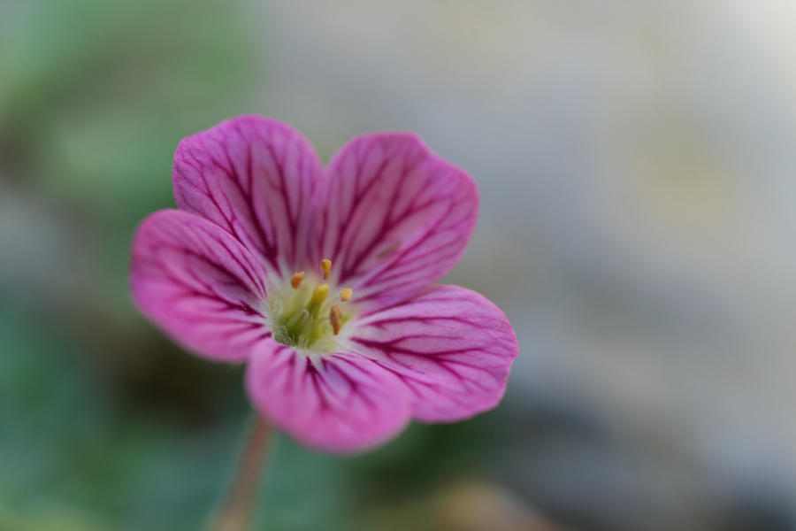 SONY α7CR + TAMRON 90mm F/2.8 Di III MACRO VXD
