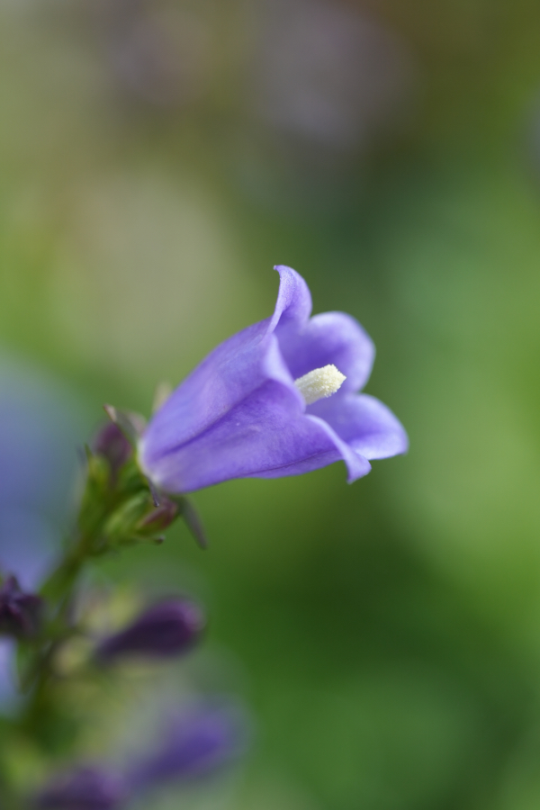 SONY α7CR + TAMRON 90mm F/2.8 Di III MACRO VXD