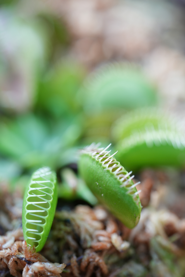 SONY α7CR + TAMRON 90mm F/2.8 Di III MACRO VXD