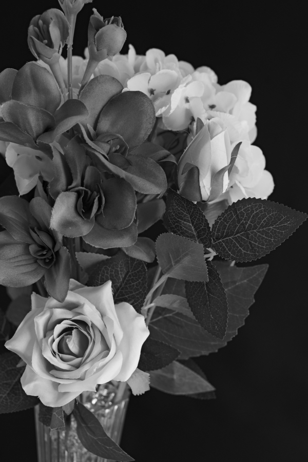 LUMIX S1II + LUMIX S 24-105mm F4 MACRO O.I.S